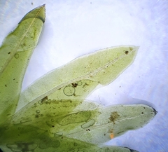 Fissidens serrulatus