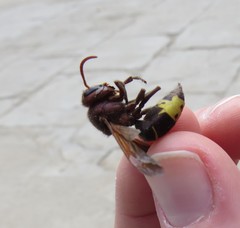 Vespa orientalis