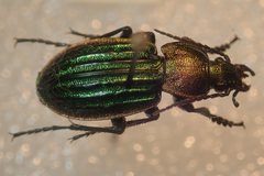 Carabus nitens