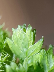 Fissidens serrulatus