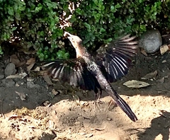 Quiscalus mexicanus