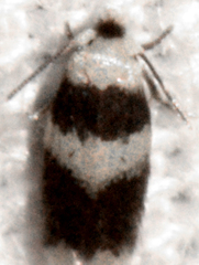 Stigmella nigriverticella