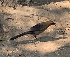 Quiscalus mexicanus