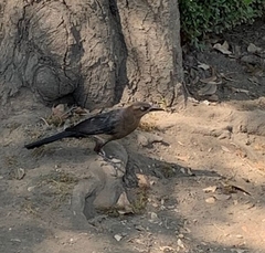 Quiscalus mexicanus