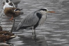 Ardea cinerea