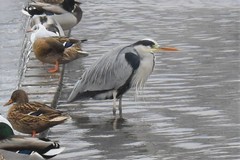 Ardea cinerea