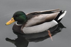 Anas platyrhynchos