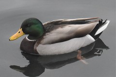 Anas platyrhynchos