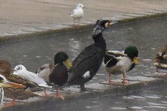 Phalacrocorax carbo