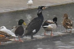 Phalacrocorax carbo