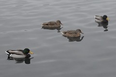 Anas platyrhynchos