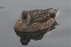 Anas platyrhynchos