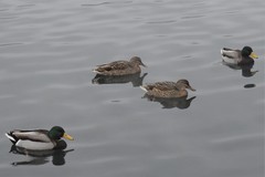 Anas platyrhynchos