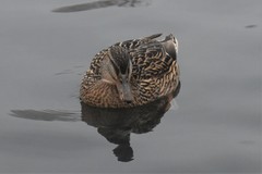 Anas platyrhynchos