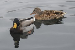 Anas platyrhynchos