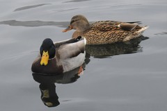 Anas platyrhynchos