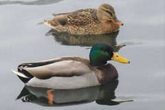 Anas platyrhynchos