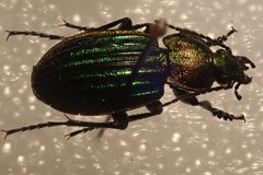 Carabus nitens