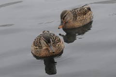 Anas platyrhynchos