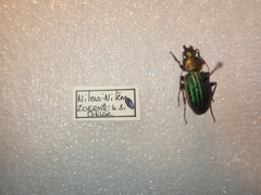Carabus nitens