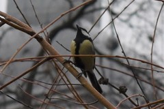Parus major