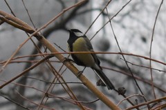 Parus major
