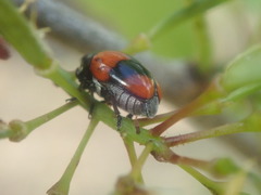 Urodera