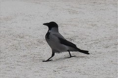 Corvus cornix