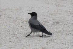 Corvus cornix
