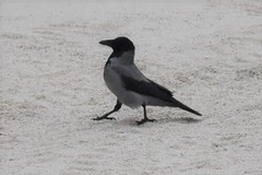 Corvus cornix