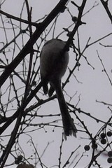 Aegithalos caudatus