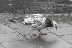 Columba livia domestica