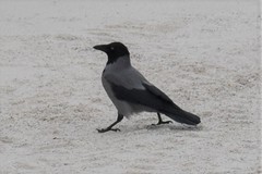 Corvus cornix