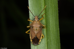 Supputius typicus