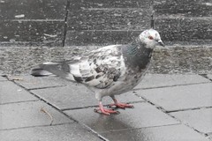 Columba livia domestica
