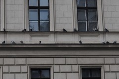 Columba livia domestica