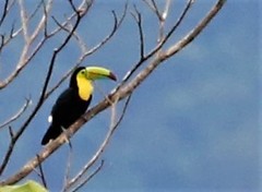 Ramphastos sulfuratus image