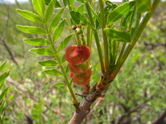 Pseudosmodingium andrieuxii