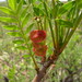 Hincha Huevos - Photo (c) Opuntia Cadereytensis, algunos derechos reservados (CC BY-NC), subido por Opuntia Cadereytensis