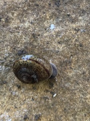Helminthoglypta phlyctaena