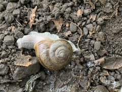 Helminthoglypta phlyctaena