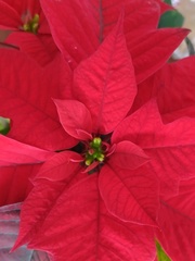 Euphorbia pulcherrima