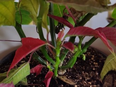 Euphorbia pulcherrima