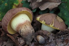 Butyriboletus appendiculatus