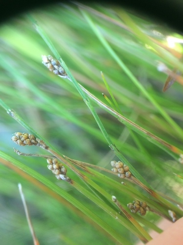 Image of Eleocharis elliptica by no rights reserved