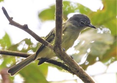 Rhynchocyclus olivaceus