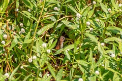 Laterallus melanophaius