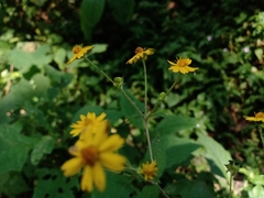 Melampodium microcephalum