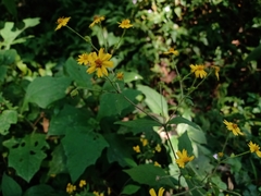 Melampodium microcephalum