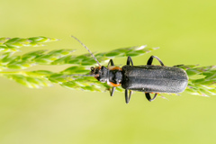 Cantharis obscura
